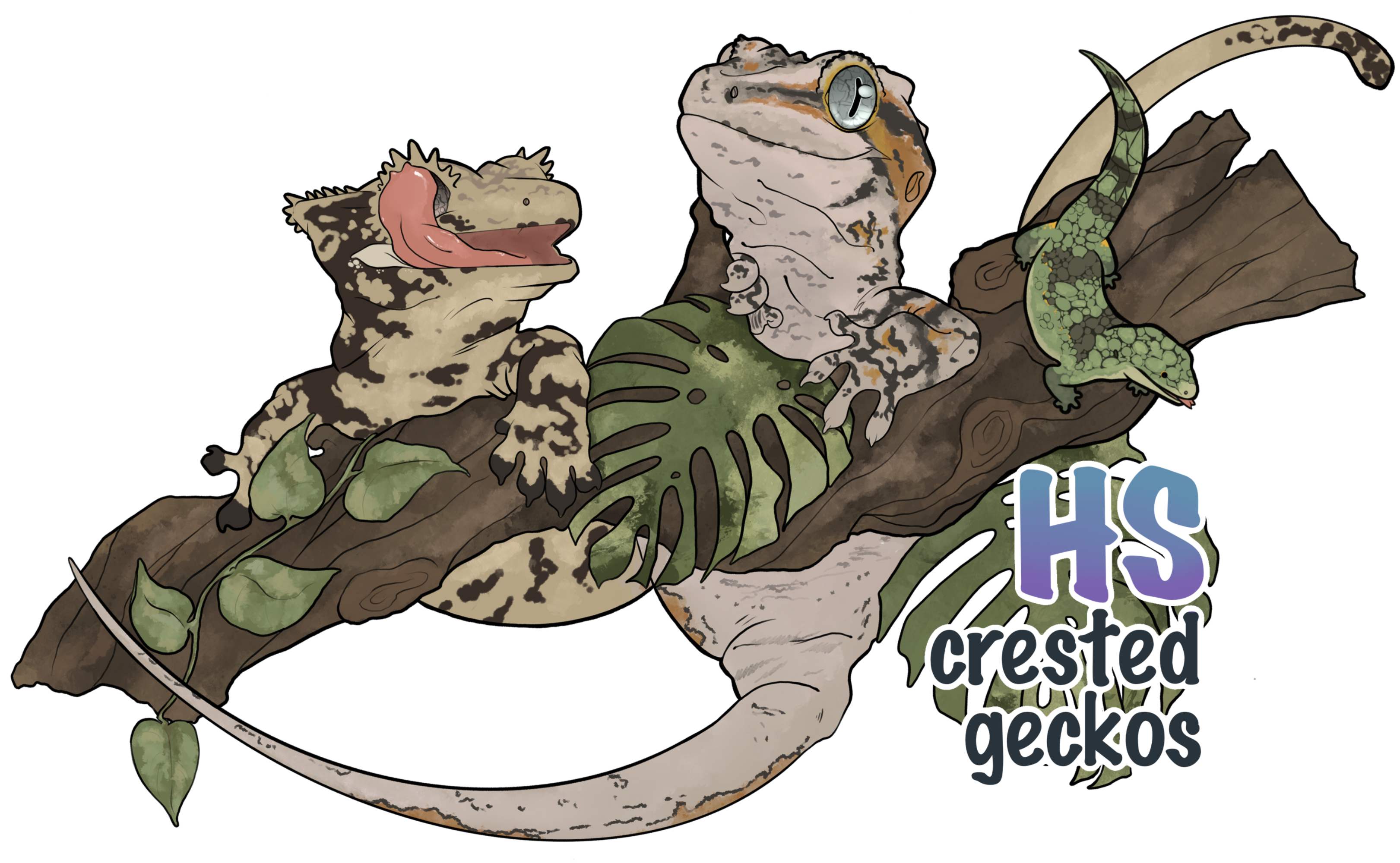 HS Crested Geckos