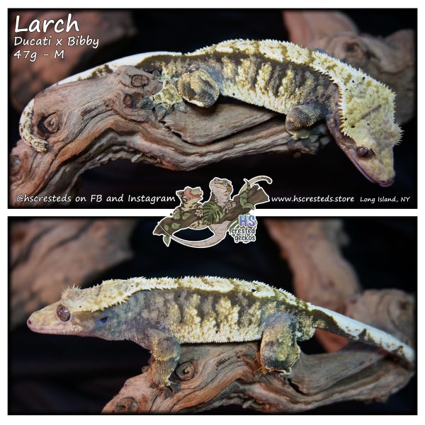 Larch - Ducati x Bibby 2021