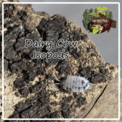 Dairy Cow Isopods - x10