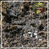 Dwarf White Isopods - x25