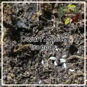 Dwarf White Isopods - x25