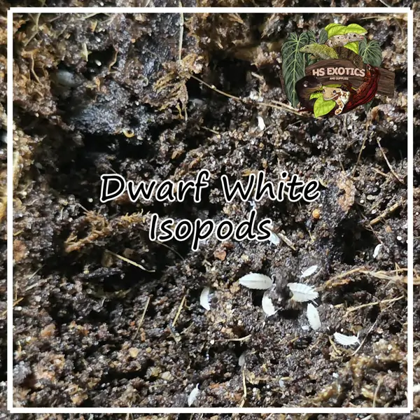 Dwarf White Isopods - x25