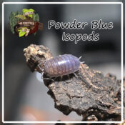 Powder Blue Isopods - x10