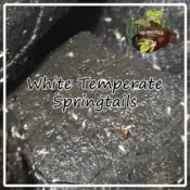 White Temperate Springtails