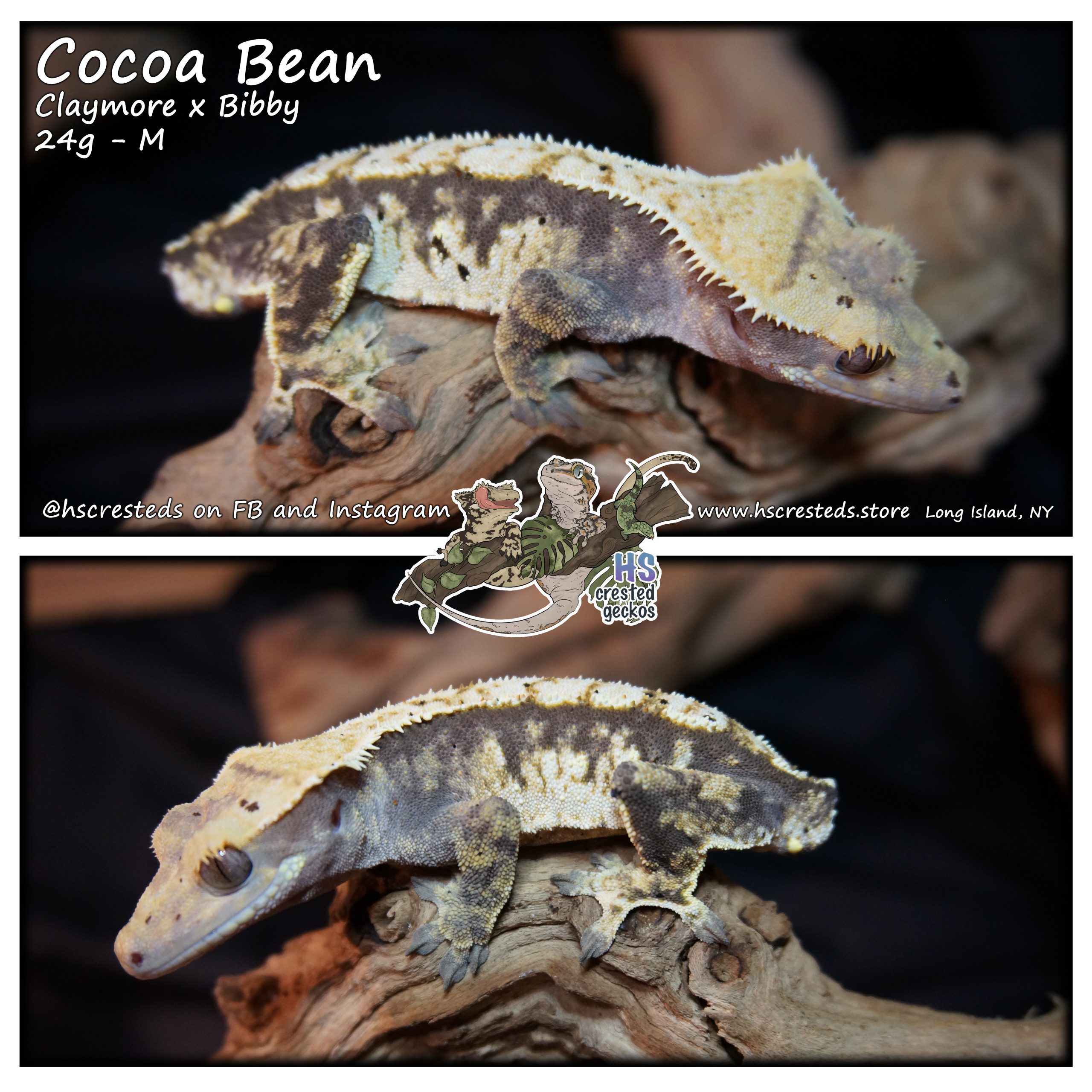 Cocoa Bean – Claymore x Bibby