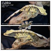 Cubbie – Lighthouse x Nel (Previous Holdback)