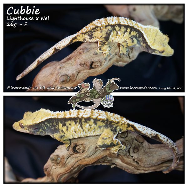 Cubbie – Lighthouse x Nel (Previous Holdback)