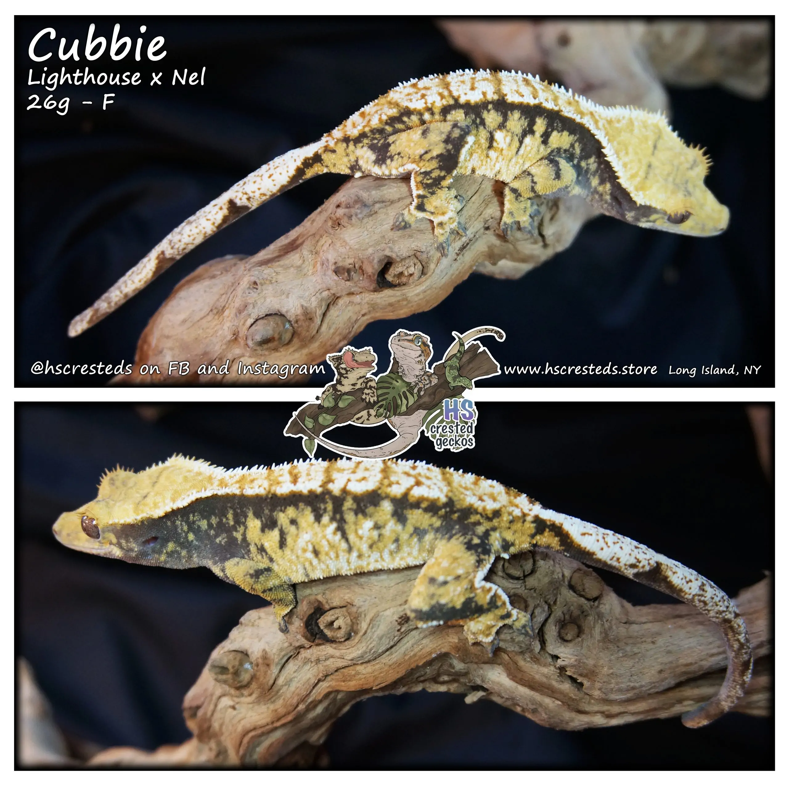 Cubbie – Lighthouse x Nel (Previous Holdback)