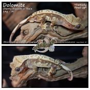 Dolomite – Cherry Blossom x Theia