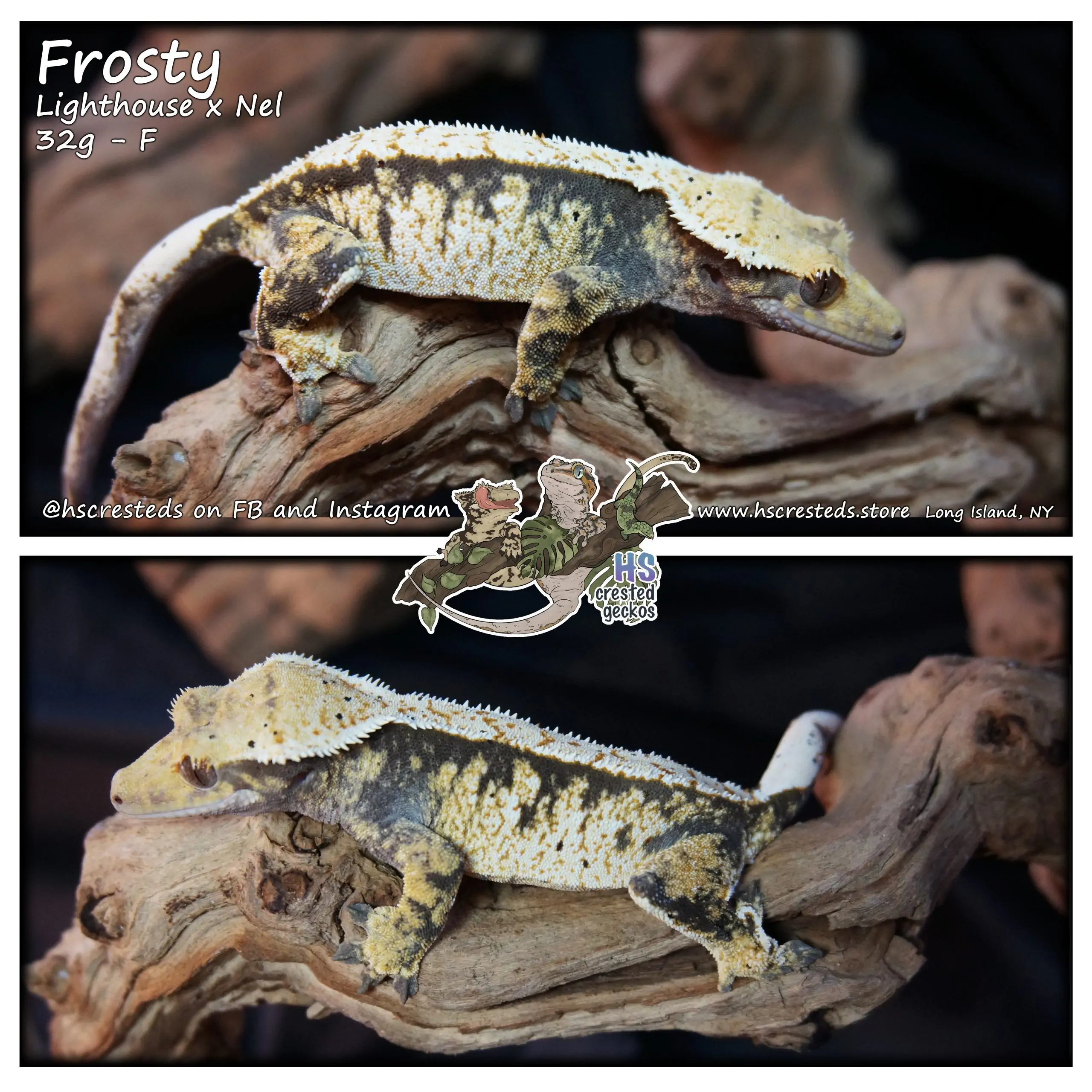 Frosty – Lighthouse x Nel