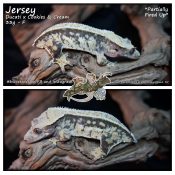 Jersey – Ducati x Cookies & Cream