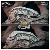 Jersey – Ducati x Cookies & Cream