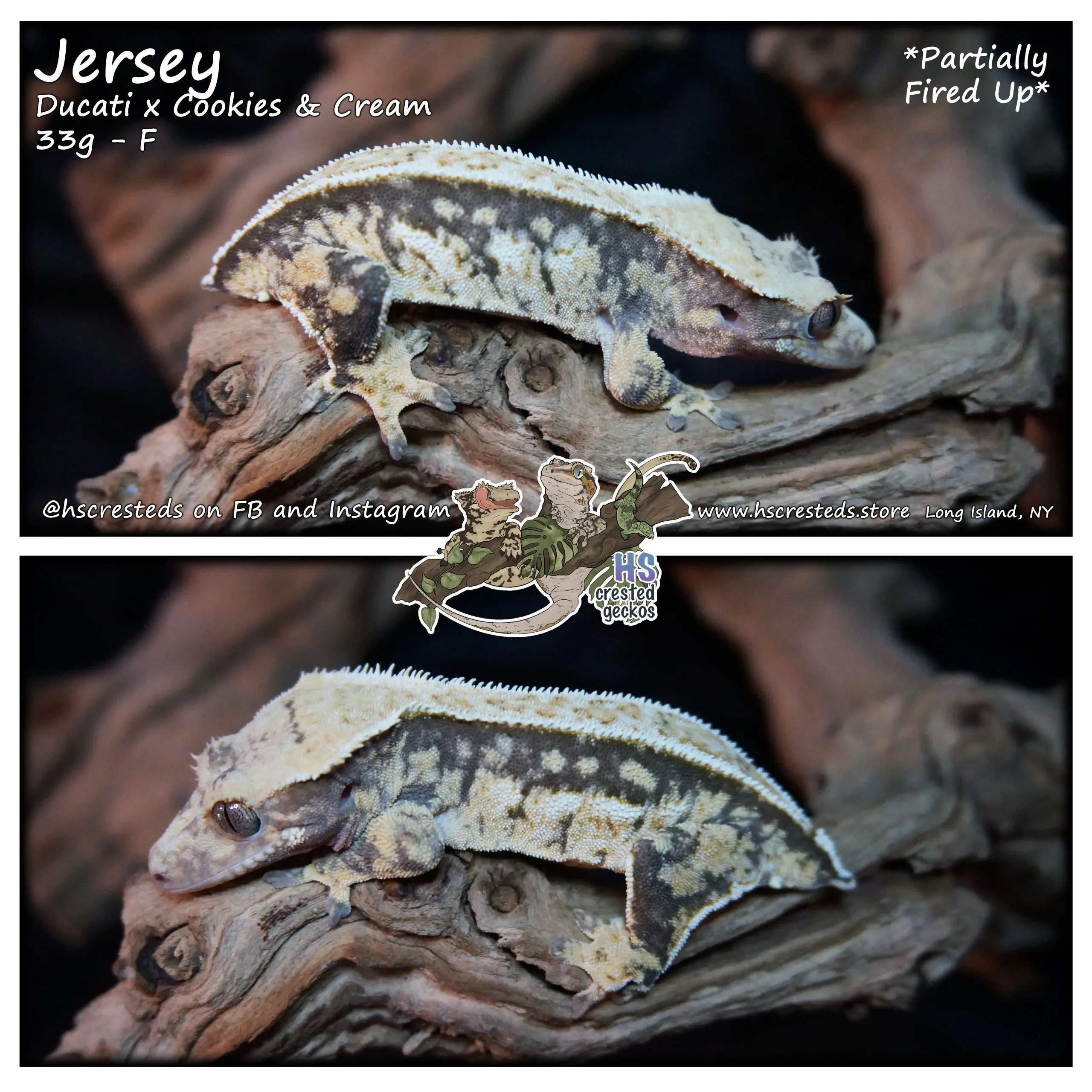 Jersey – Ducati x Cookies & Cream
