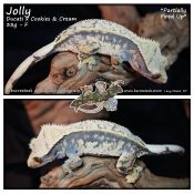 Jolly – Ducati x Cookies & Cream