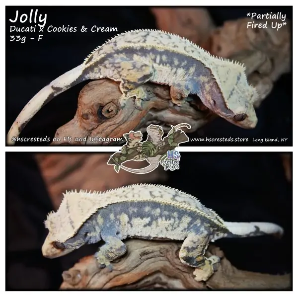 Jolly – Ducati x Cookies & Cream