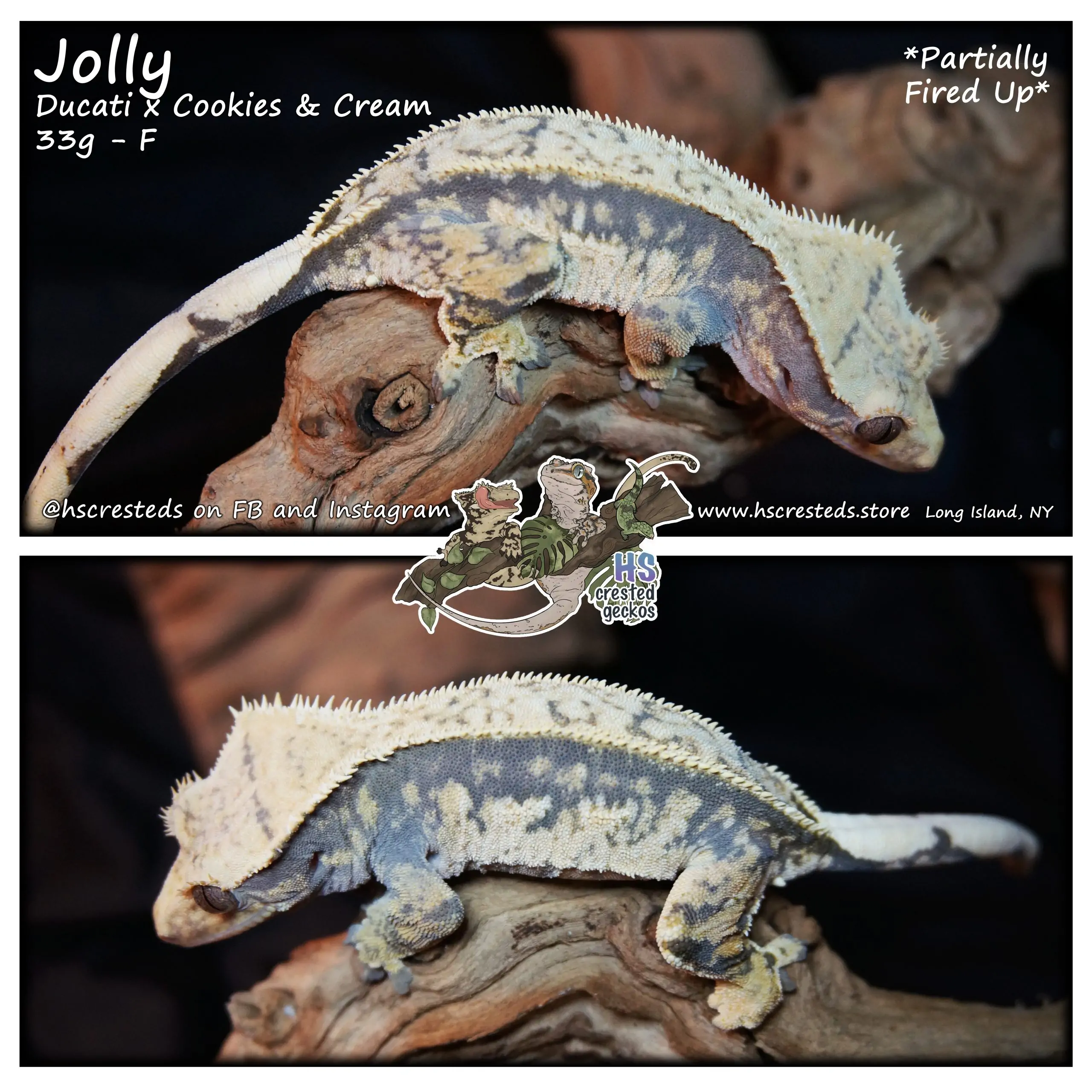 Jolly – Ducati x Cookies & Cream