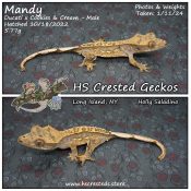 Mandy – Ducati x Cookies & Cream
