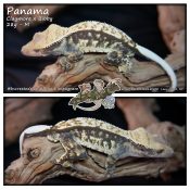 Panama – Claymore x Bibby