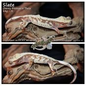 Slate – Cherry Blossom x Theia