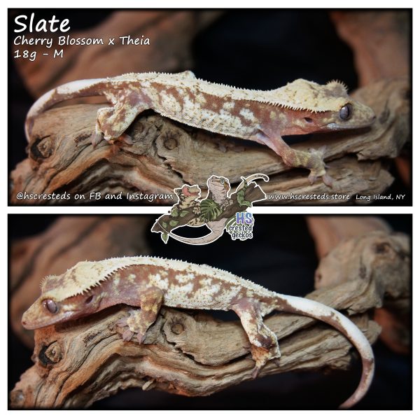 Slate – Cherry Blossom x Theia