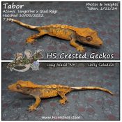 Tabor – Atomic Tangerine x Glad Rags