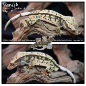 Vanish – Ducati x Cookies & Cream