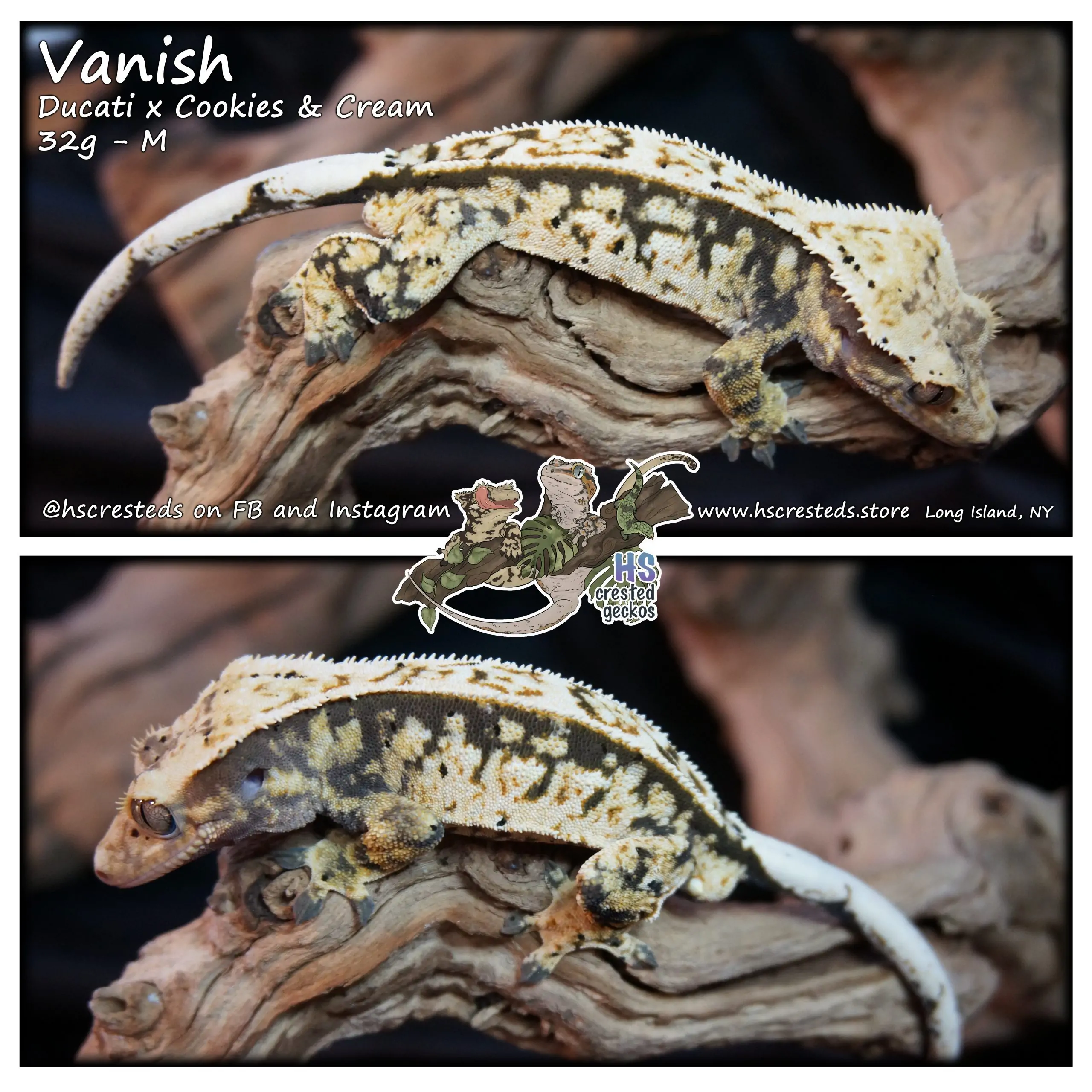Vanish – Ducati x Cookies & Cream