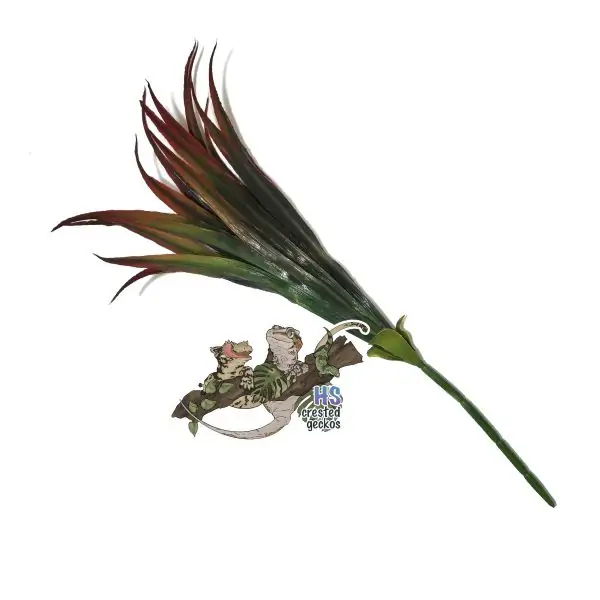 Pretty Plant - Small Palm - Faint Red
