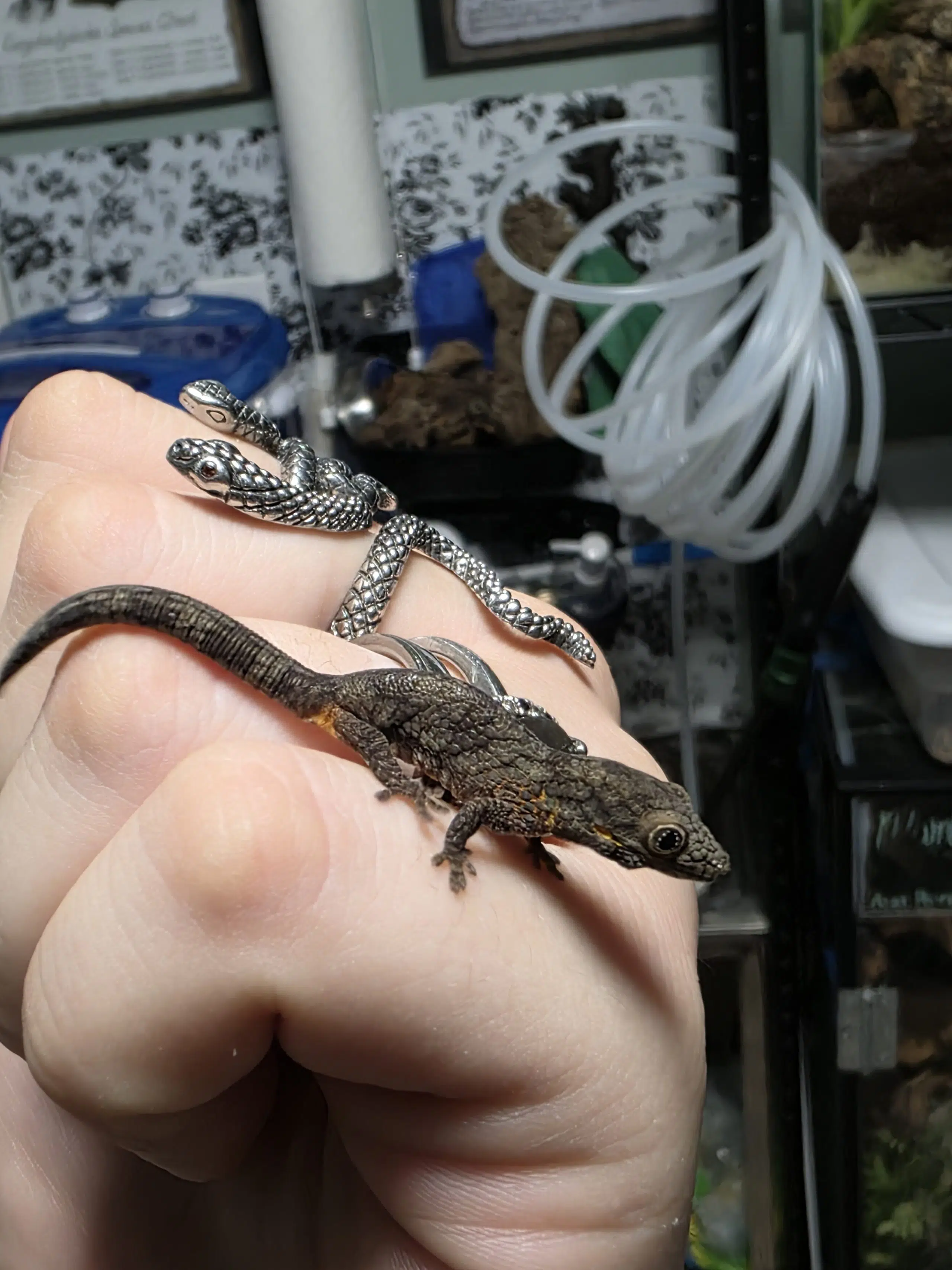 9A - 2025 Agricolae Baby