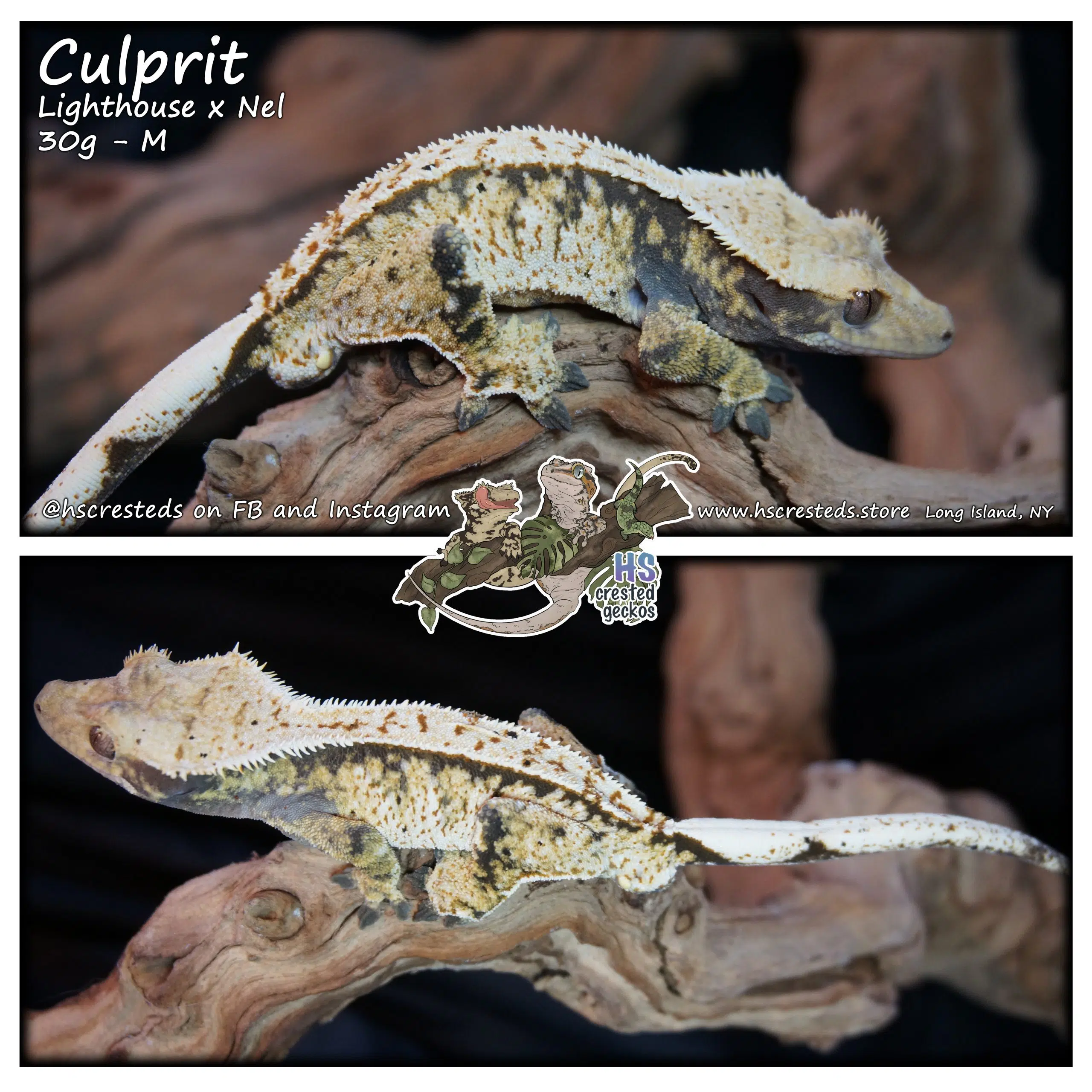 Culprit - Lighthouse x Nel