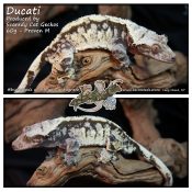 Ducati - Big Boi! - Produced by Scaredy Cat Geckos