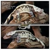 Ducati - Big Boi! - Produced by Scaredy Cat Geckos