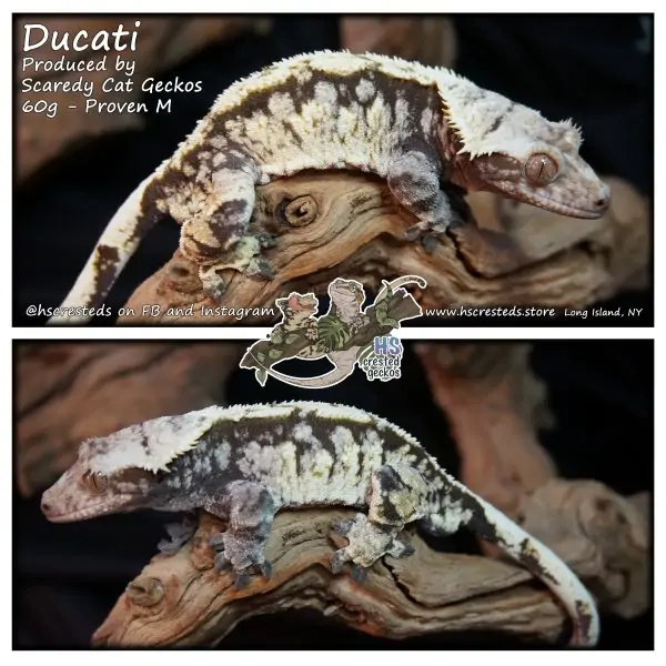 Ducati - Big Boi! - Produced by Scaredy Cat Geckos