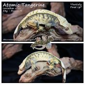 Atomic Tangerine - Leviathan x Nel