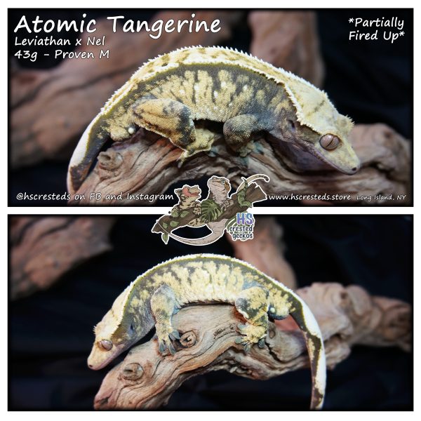 Atomic Tangerine - Leviathan x Nel