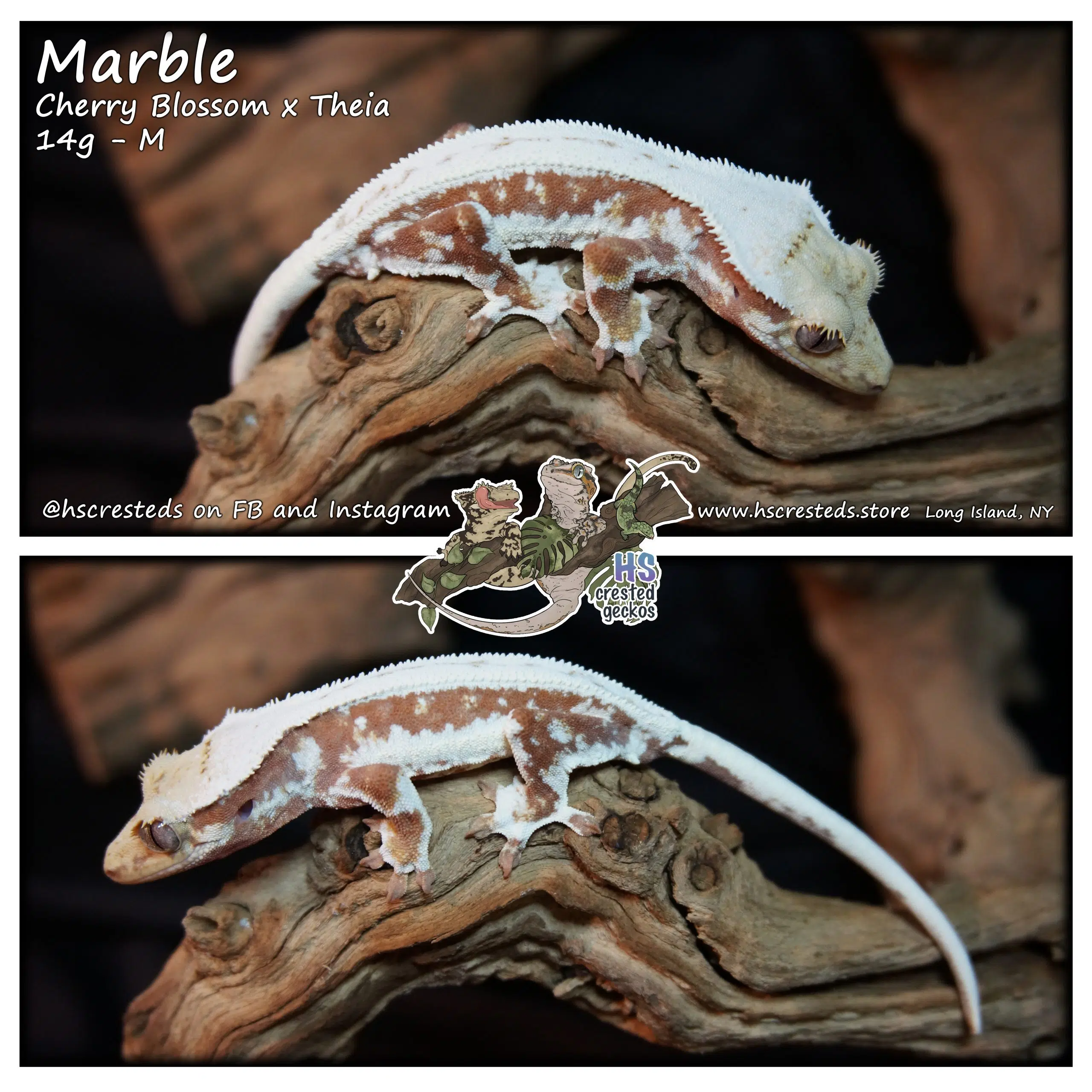 Marble - Cherry Blossom x Theia